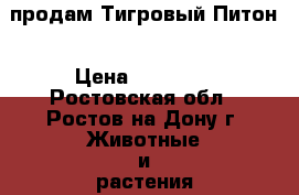 продам Тигровый Питон › Цена ­ 25 000 - Ростовская обл., Ростов-на-Дону г. Животные и растения » Другие животные   . Ростовская обл.,Ростов-на-Дону г.